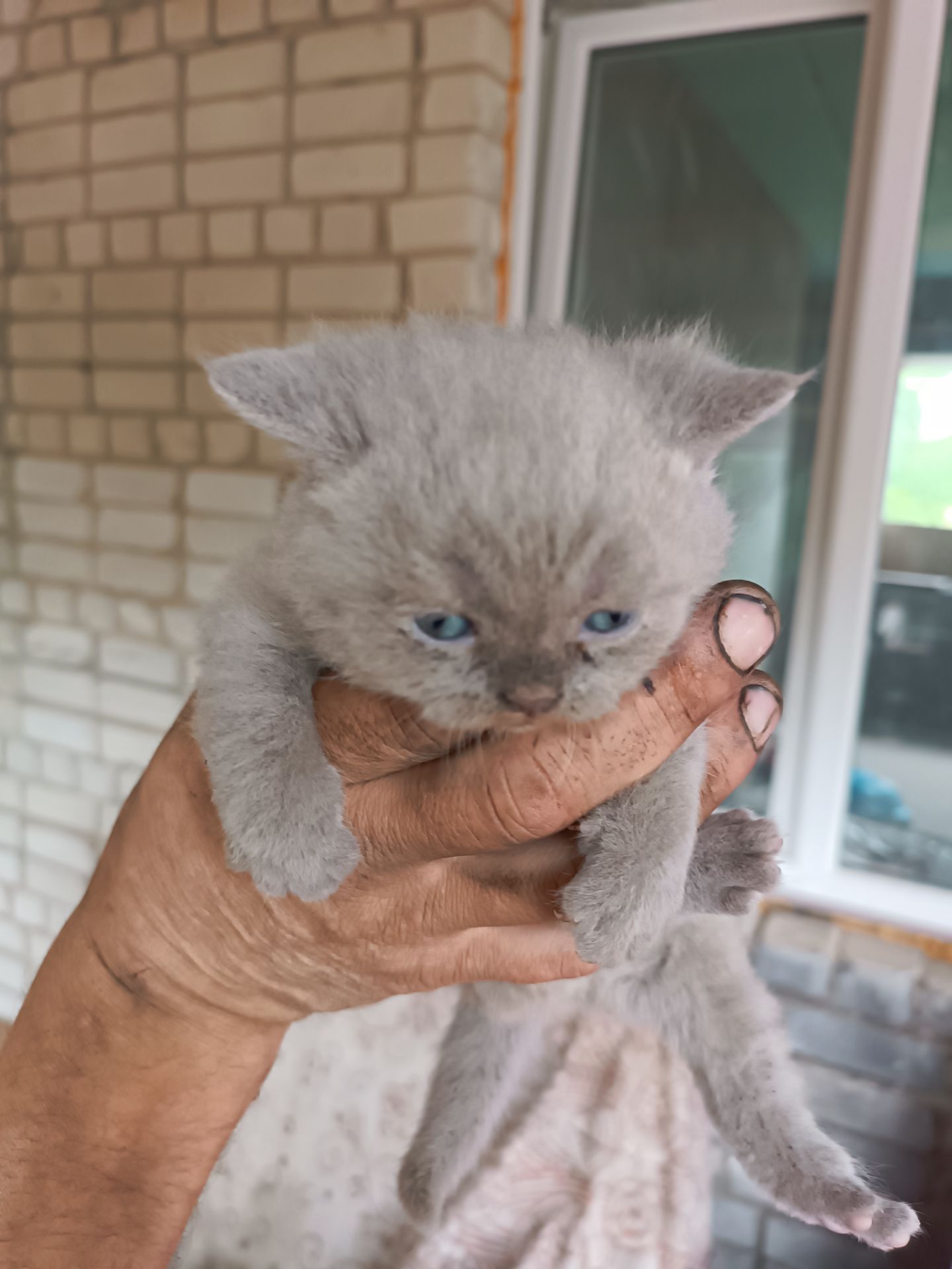 Висловухі