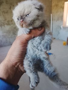 Висловухі