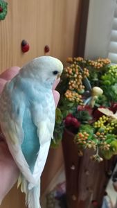 Волнистый попугай