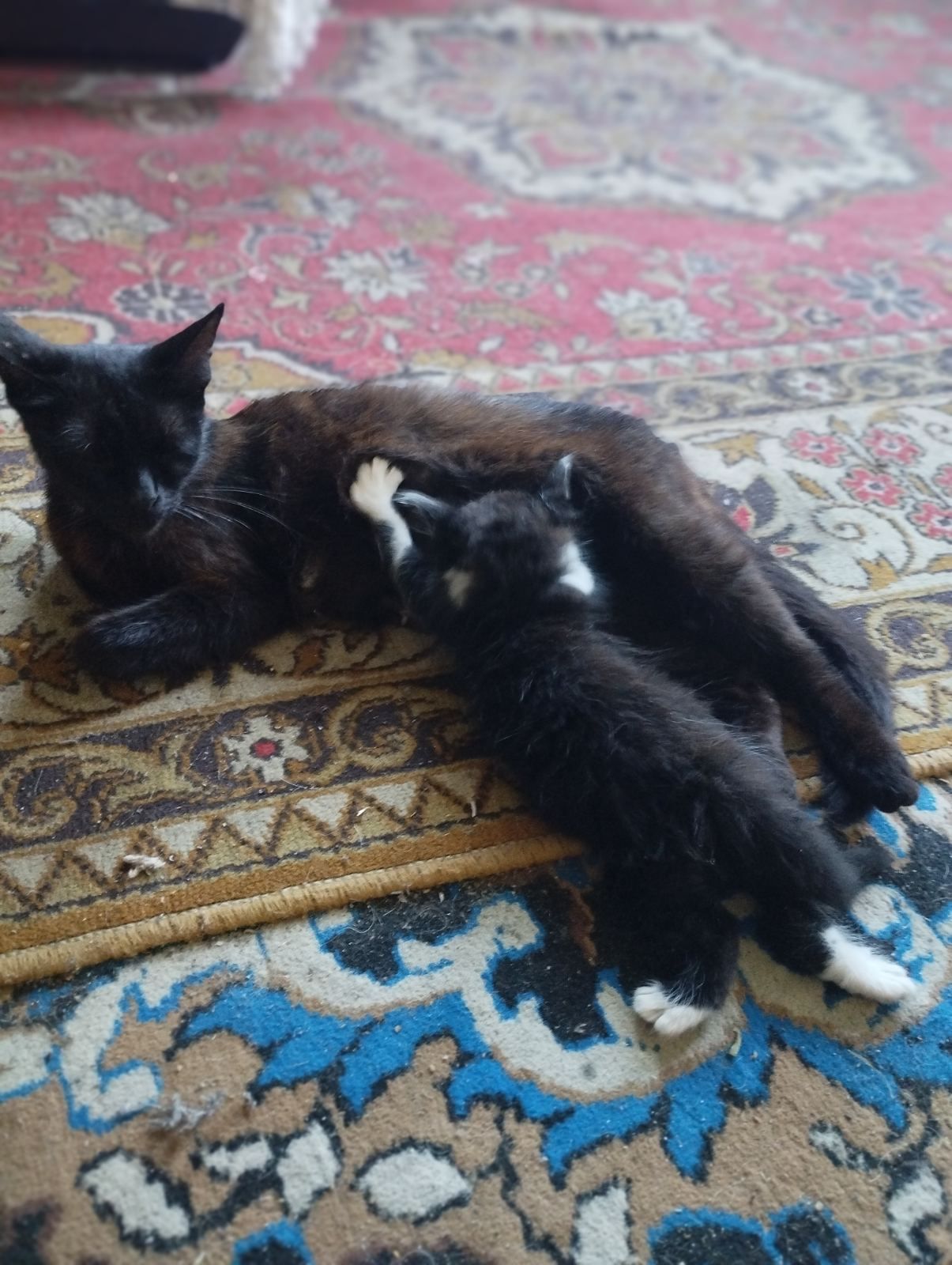Отдам котят в хорошие руки