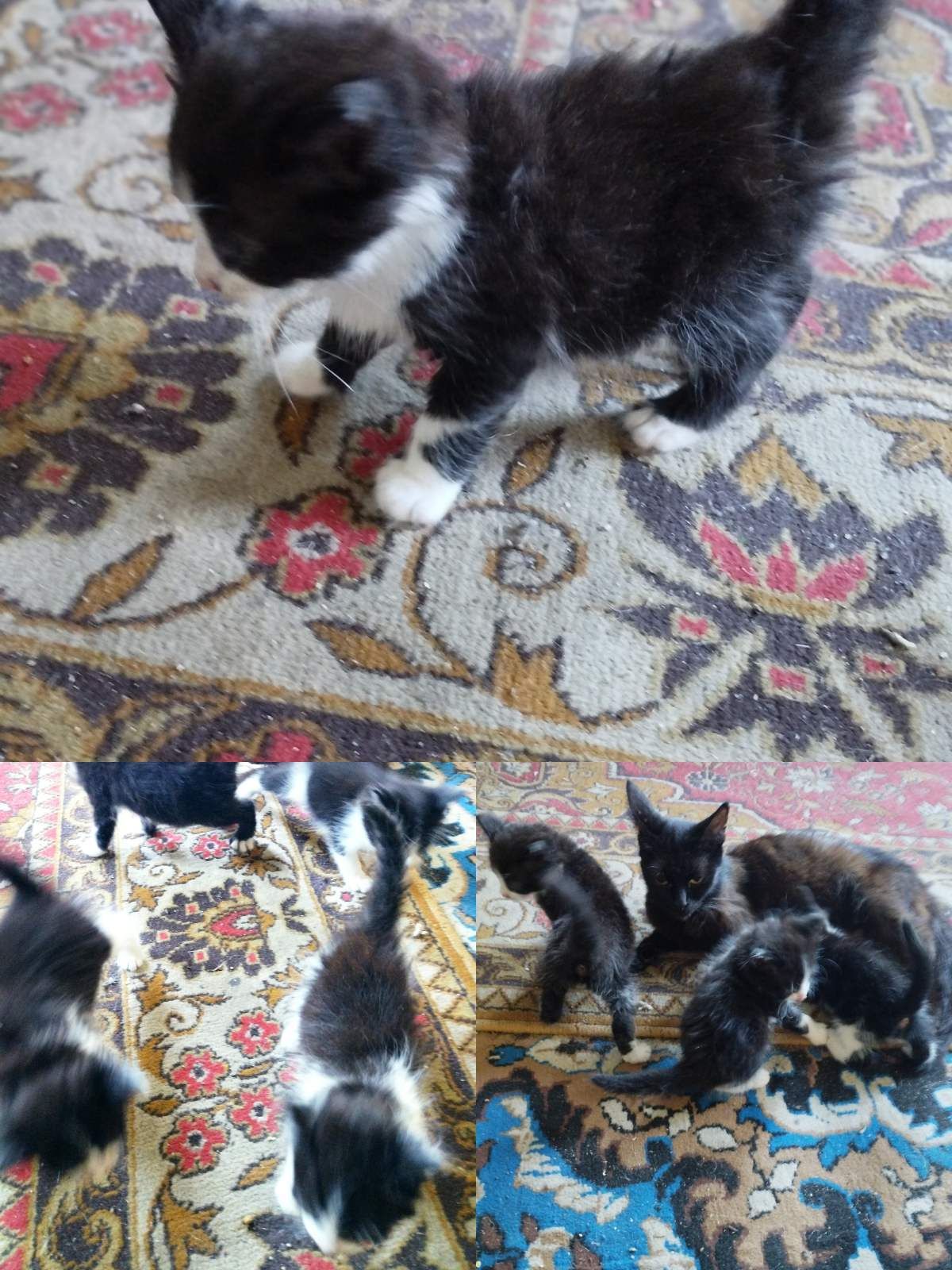 Отдам котят в хорошие руки