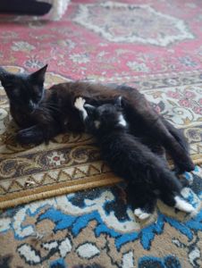 Отдам котят в хорошие руки
