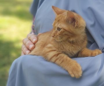 Ріо хлопчик 2 міс кошеня шукає родину