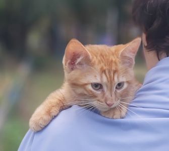Ріо хлопчик 2 міс кошеня шукає родину