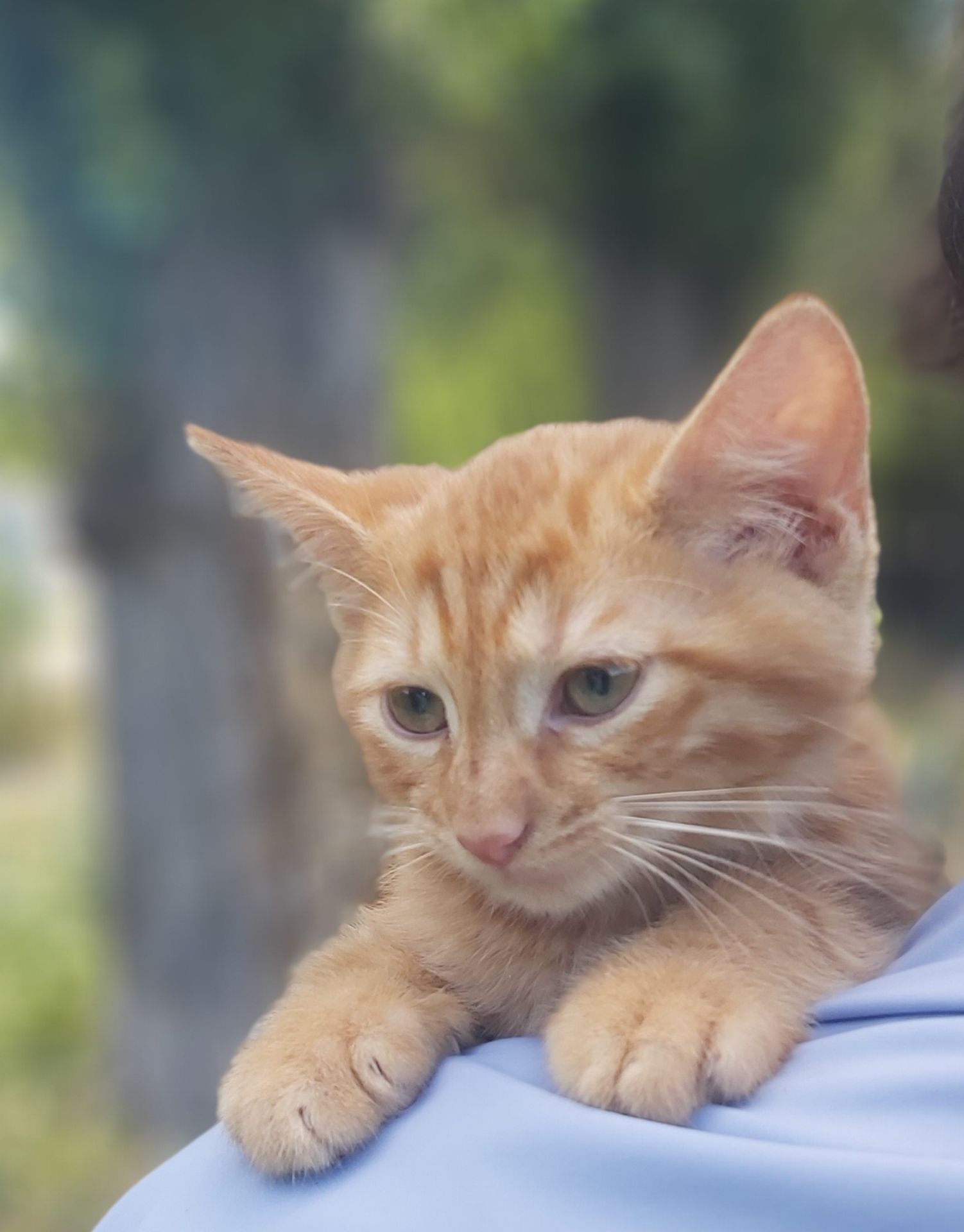 Ріо хлопчик 2 міс кошеня шукає родину