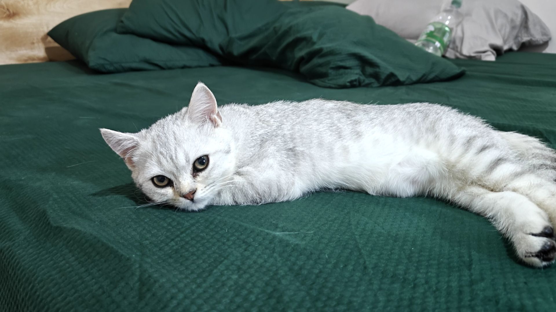 Киця Луна