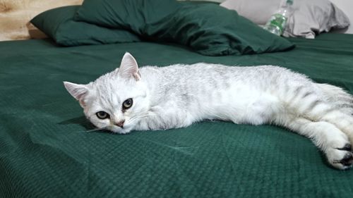 Киця Луна