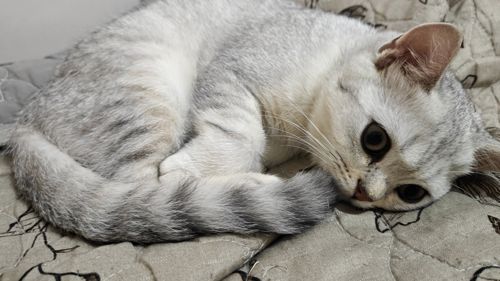 Киця Луна