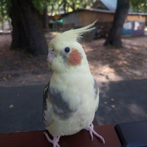 Аватар