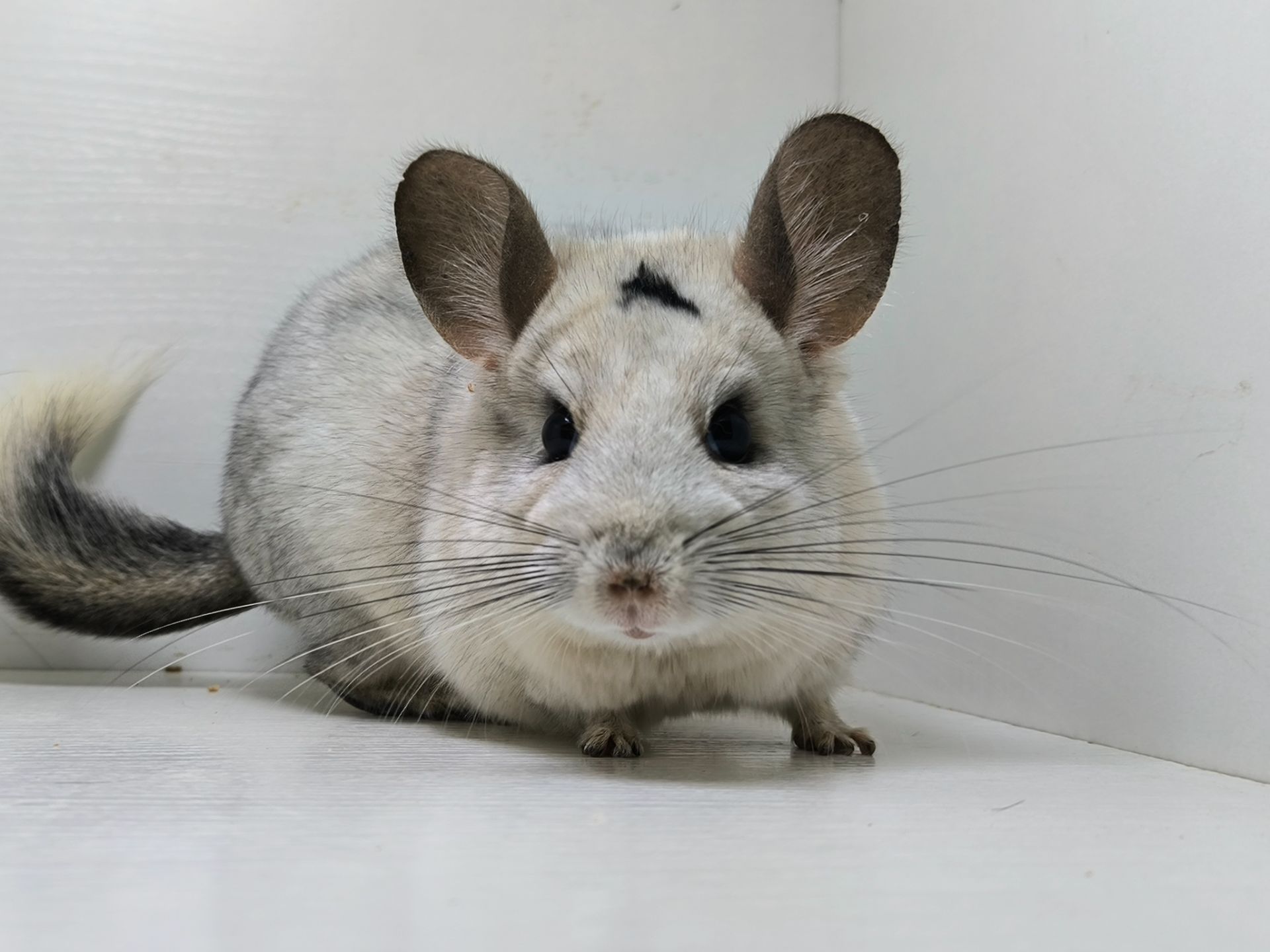Білий мозаїчний хлопчик шиншила
