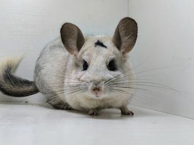 Білий мозаїчний хлопчик шиншила