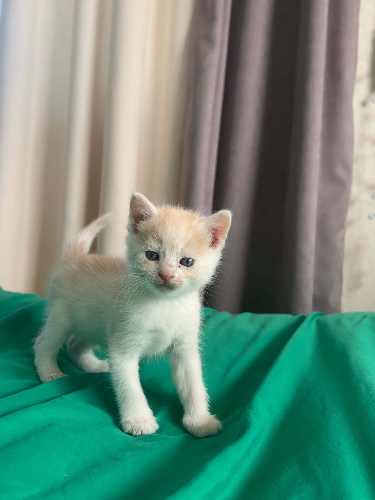 Кошеня риже