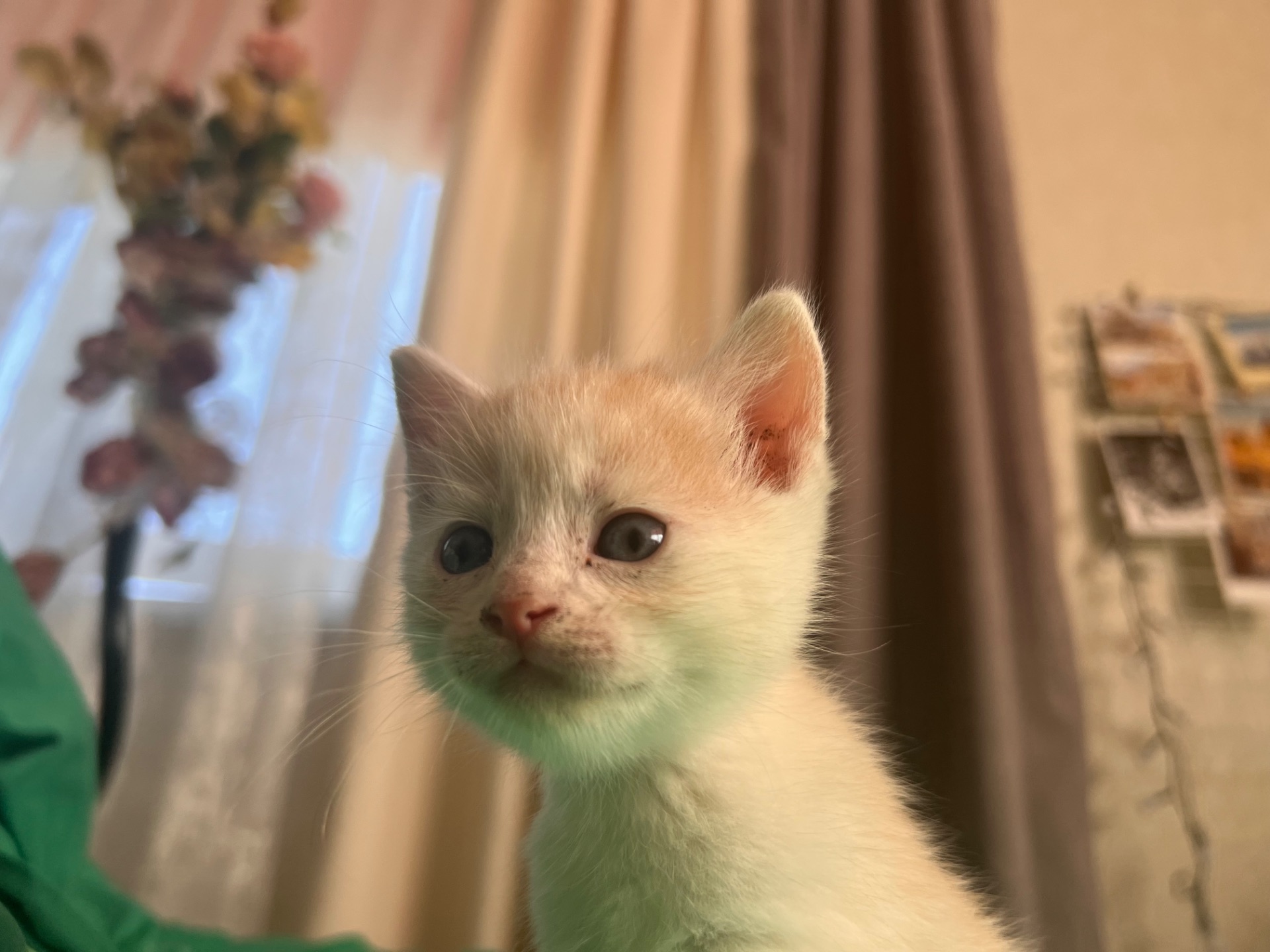 Кошеня риже
