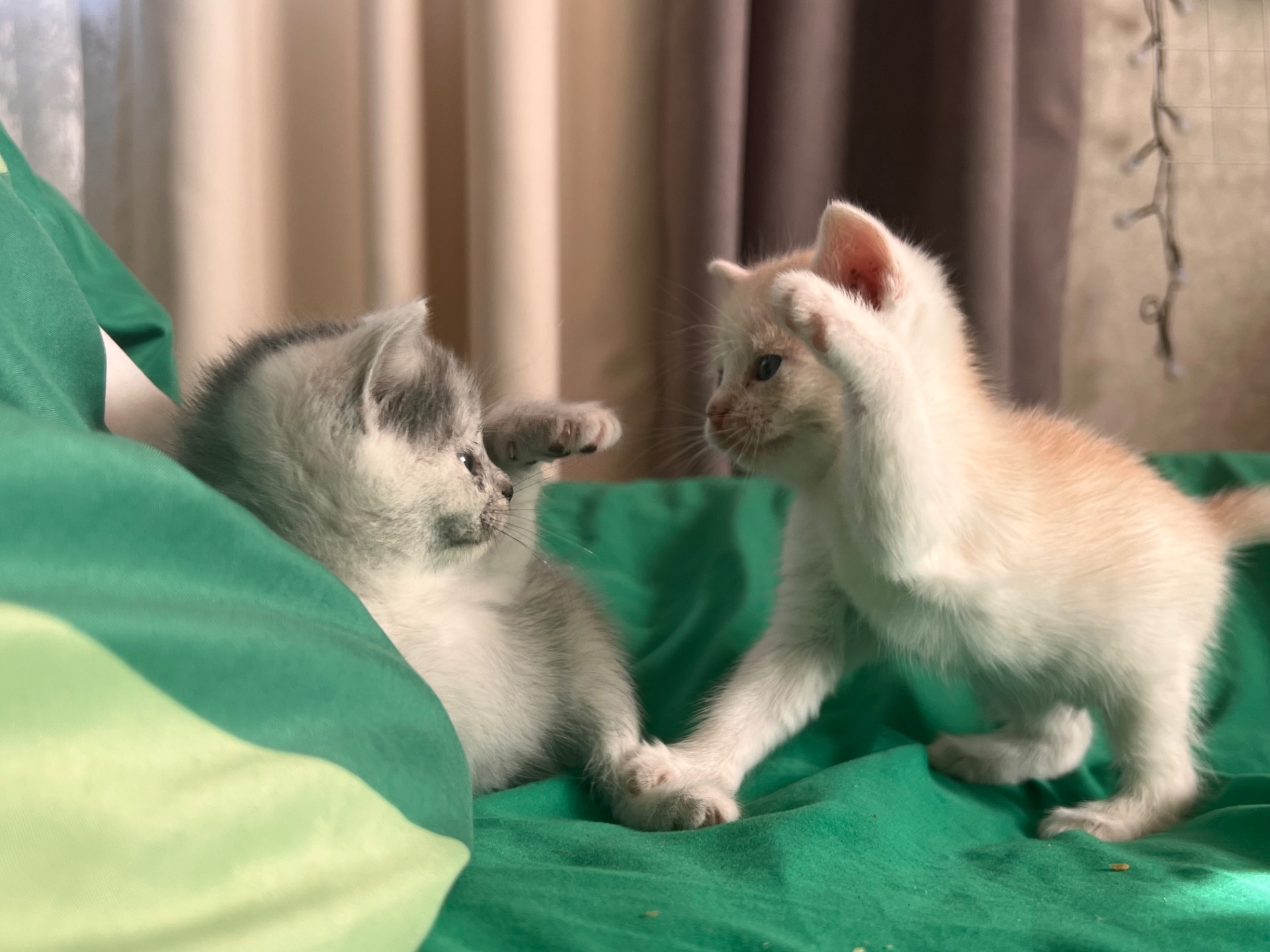 Кошеня риже