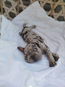 Дівчинка французький бульдог