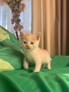 Кошеня риже