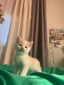 Кошеня риже