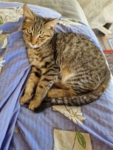 4місячний Кошеняш хлопчик Метис Американської короткошорстної Матусі