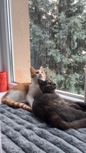 Віддаємо котиків.