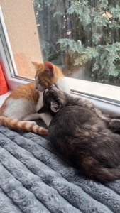 Віддаємо котиків.