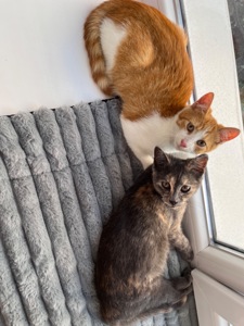 Віддаємо котиків.