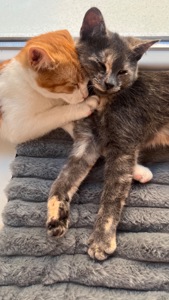 Віддаємо котиків.