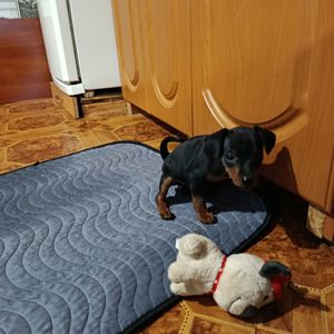 Цуценята Цвергпінчера