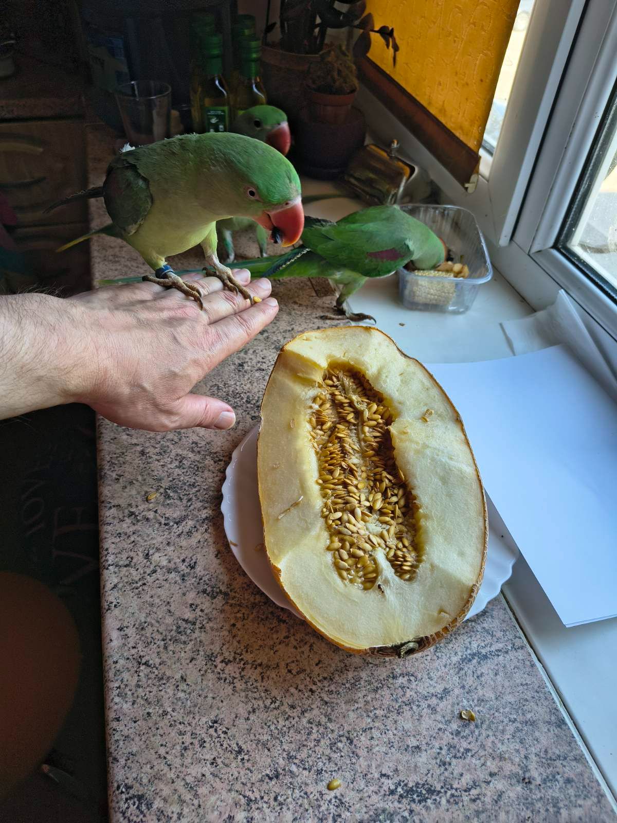 Ручні малюки александрійського папуги 🥰