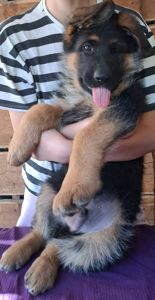 Цуценята німецької вівчарки