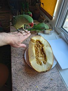 Ручні малюки александрійського папуги 🥰