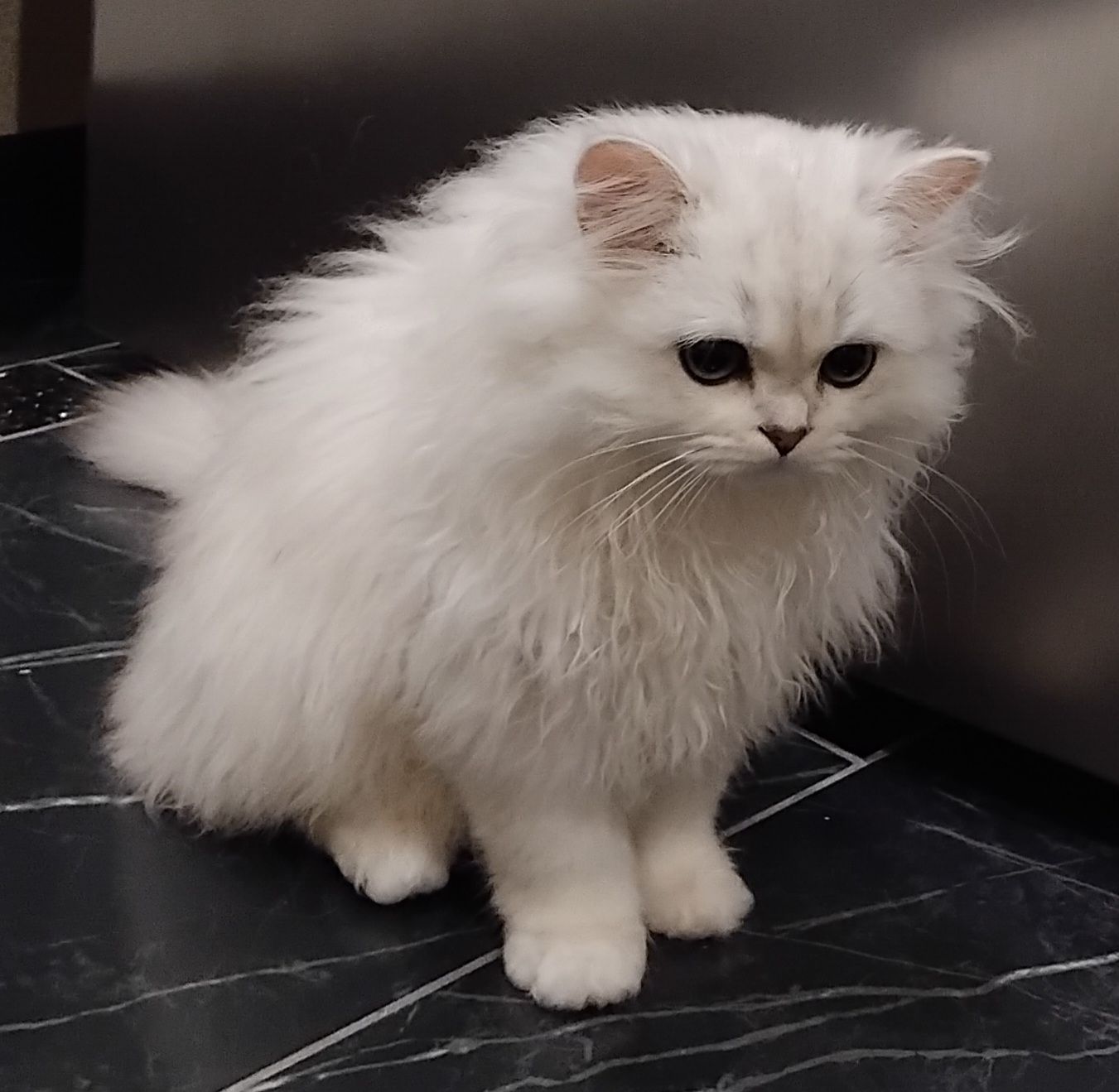 Дуже гарний та ніжний котик