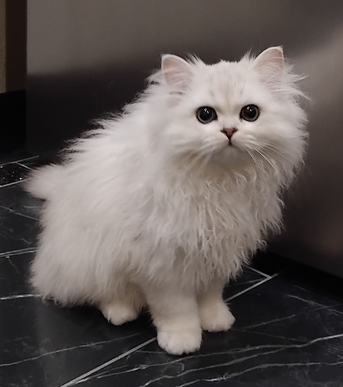 Дуже гарний та ніжний котик