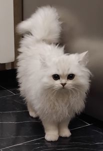 Дуже гарний та ніжний котик