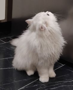 Дуже гарний та ніжний котик