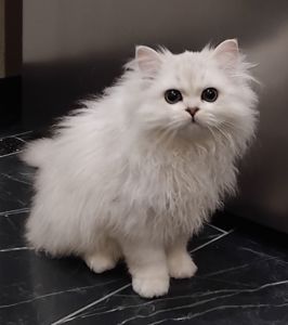 Дуже гарний та ніжний котик