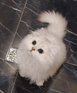 Дуже гарний та ніжний котик