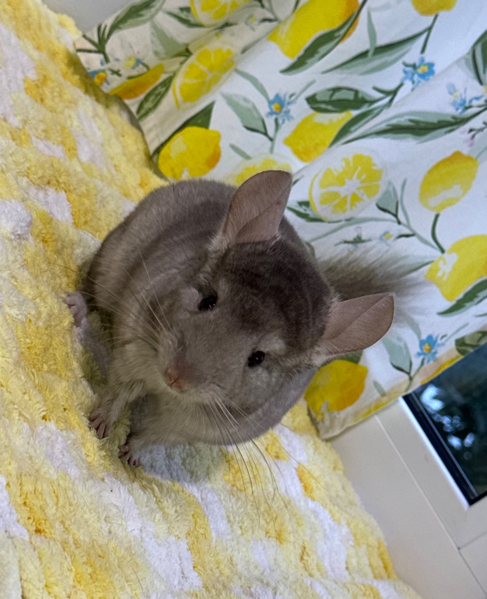 Пухнастий шушик