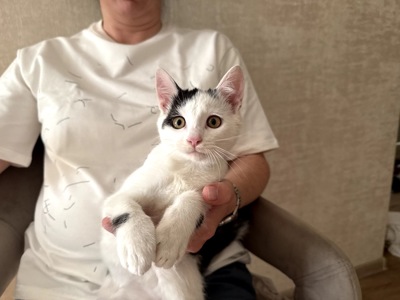 Кошеня Лакі, 2,5 місяці