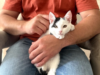Кошеня Лакі, 2,5 місяці