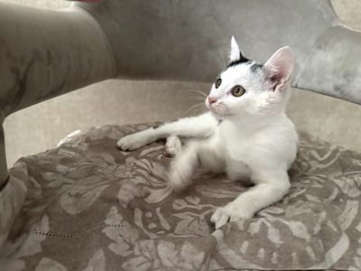 Кошеня Лакі, 2,5 місяці