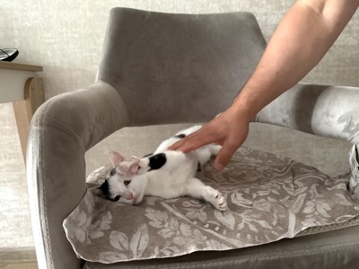 Кошеня Лакі, 2,5 місяці