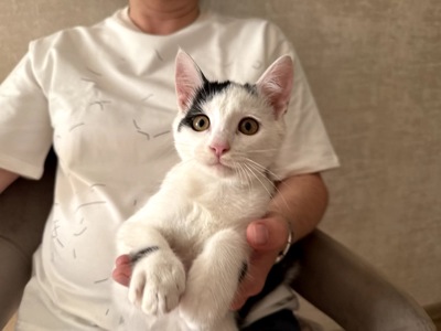 Кошеня Лакі, 2,5 місяці