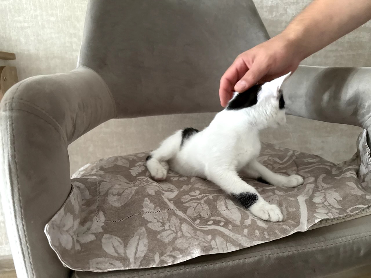 Кошеня Лакі, 2,5 місяці