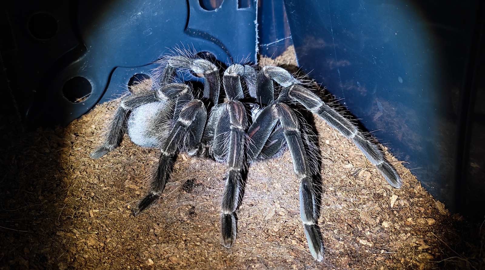 Pamphobeteus nigricolor