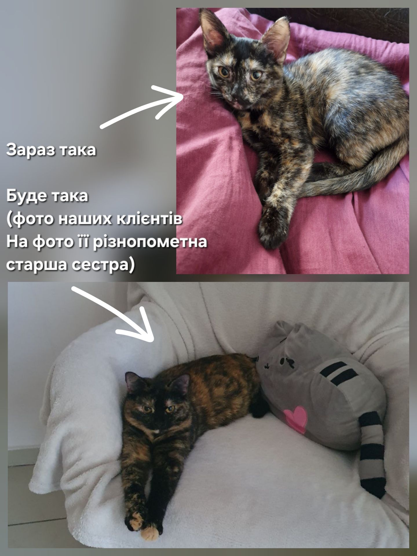 Донечка рудої Матусі