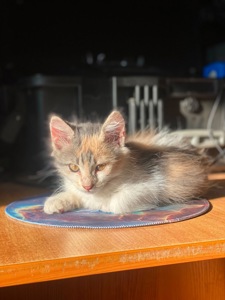 Кошенята, врятовані військовими 🥺