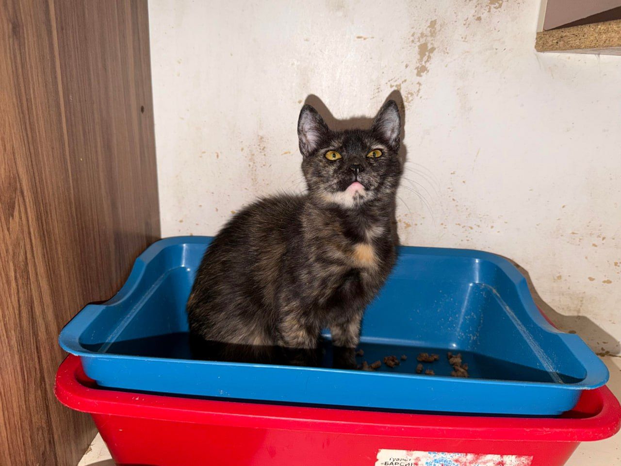 Кошеня шукає дім