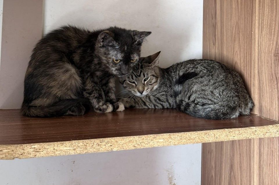 Кошеня шукає дім