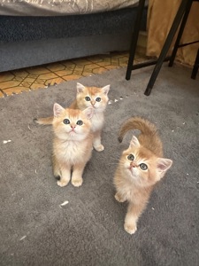 Кошенята золота шиншила