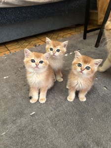 Кошенята золота шиншила